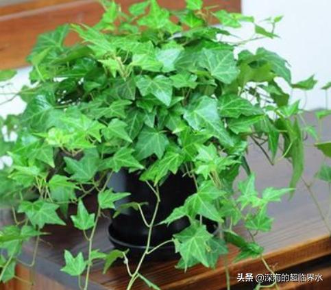 心叶常春藤的养殖方法_心形叶子的常春藤