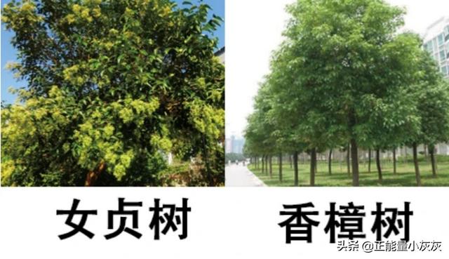 女贞子树的图片_女贞子树图片五味子树长什么样