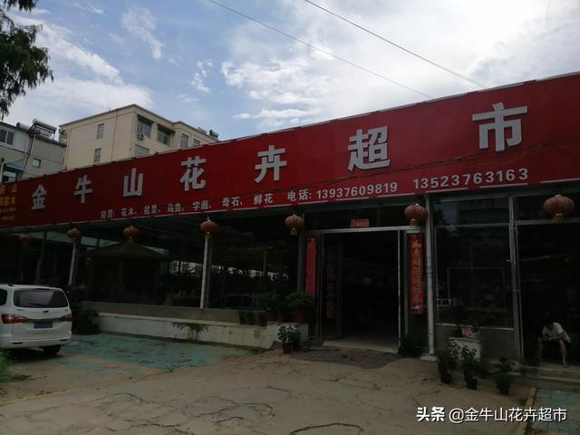 花卉盆景批发哪里便宜_花卉盆景批发哪里便宜点