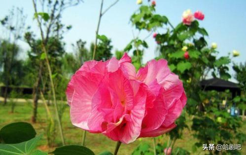 芙蓉花怎么养殖_京东寄个人快递便宜吗