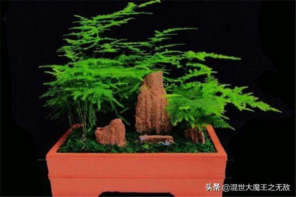 云竹养殖方法和注意事项有哪些