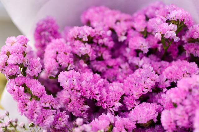 粉勿忘我花图片大全_粉色勿忘我花语和寓意