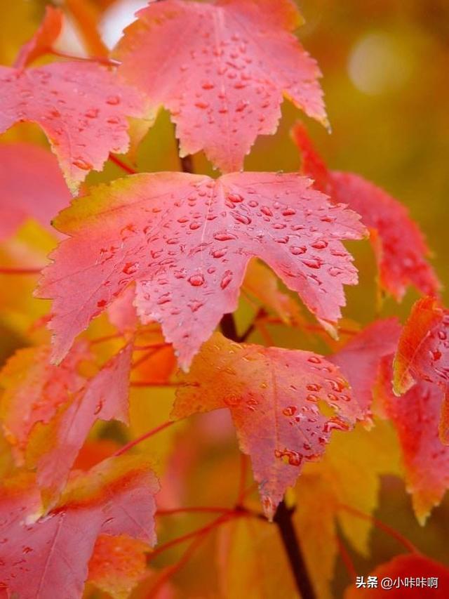 红枫树风景图片_红枫树效果图