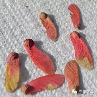枫树的种子长什么样子_枫树的种子长什么样子图片