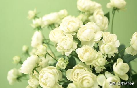 最好养的花_最好养的花是什么花