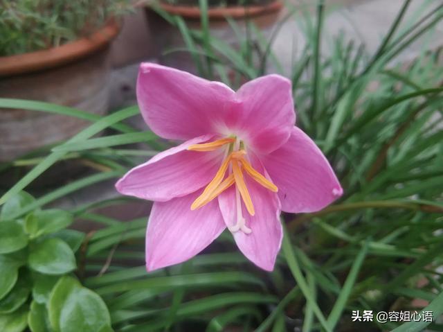 太阳花图片大全大图高清图片