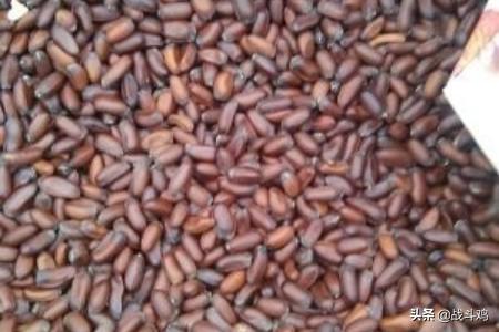 腊梅用种子怎么种