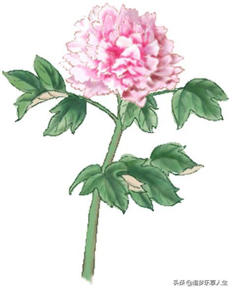 中国十大名花古诗_中国十大名花欣赏一花一诗词