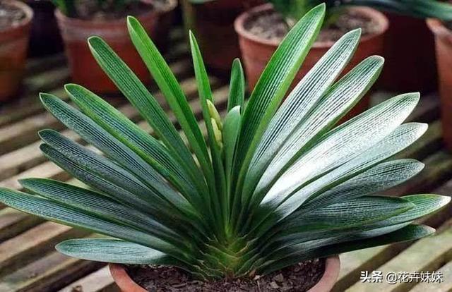 君子兰花图片大图_君子兰花图片大图欣赏