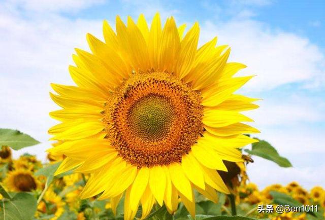 送学生向日葵的花语和寓意_送同学向日葵花语经典话语