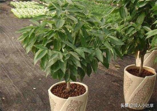 平安树叶子尖发黑干枯_平安树叶子尖发黑干枯是什么原因