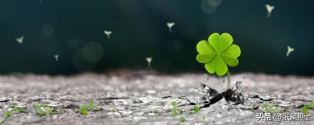 四叶草的花语是什么意思_四叶草的唯美花语花语