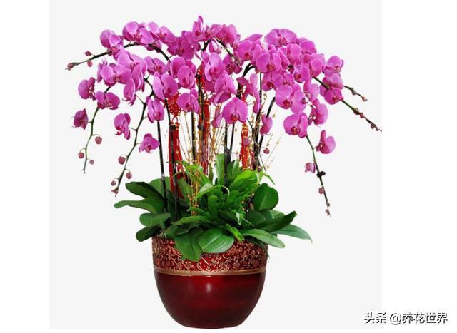 如何养殖蝴蝶兰_如何养殖蝴蝶兰花