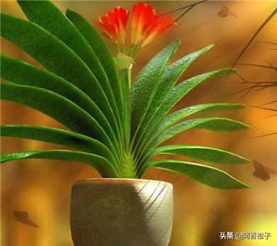 君子兰风水摆放三不要_君子兰摆放最佳位置