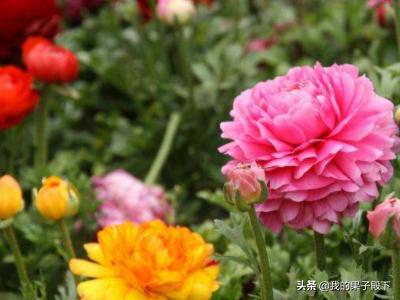 芹叶牡丹花怎么养_芹叶牡丹的种植方法