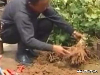 银杏树盆景图片大全集_银杏树的盆景