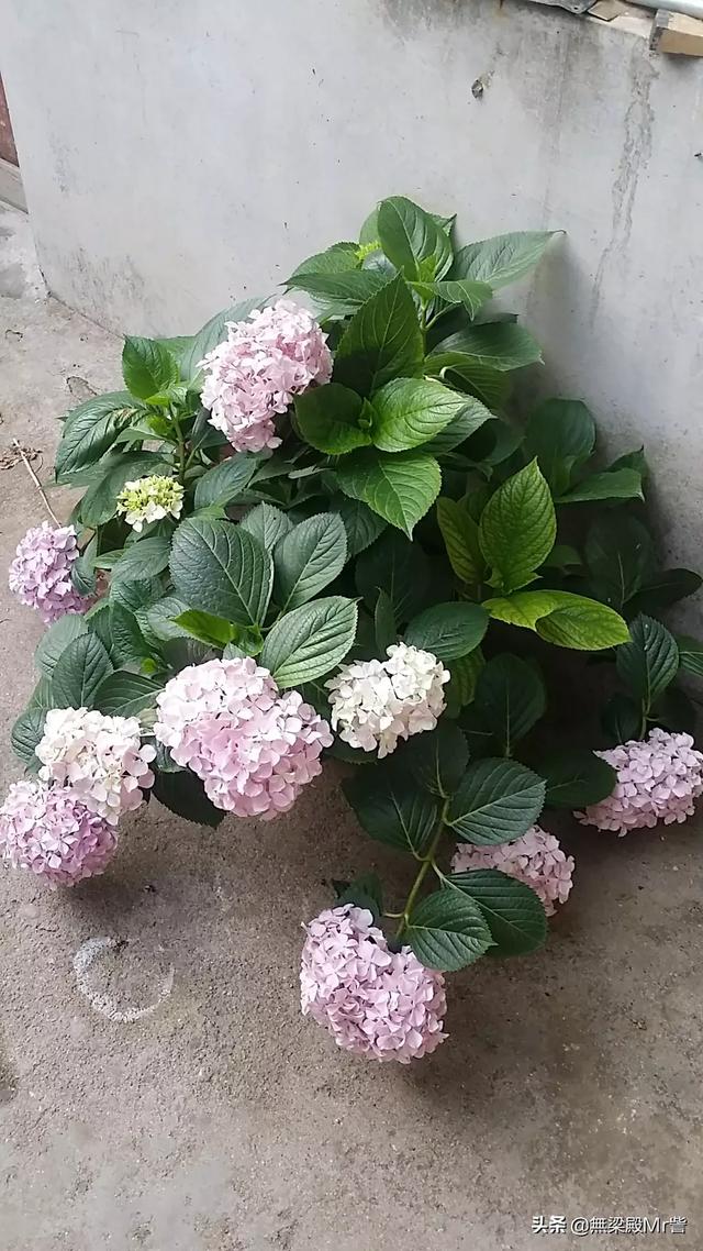 男人最想收到的5种花_男人最想收到的5种花是什么