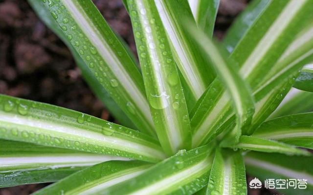 吊兰为什么不能养一盆_吊兰为什么不能太多