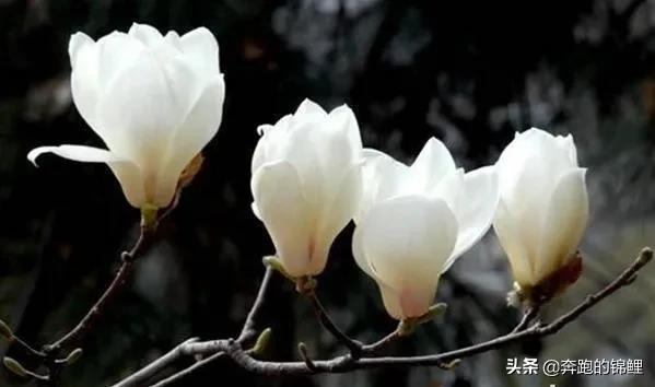 玉兰花的养殖方法_玉兰花养殖方法和注意事项介绍!
