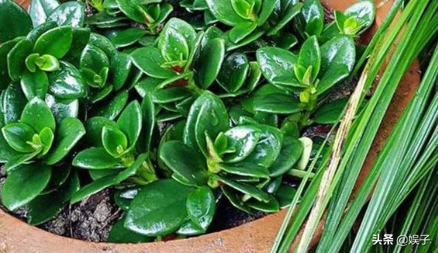 金鱼草的养殖方法和注意事项扦插