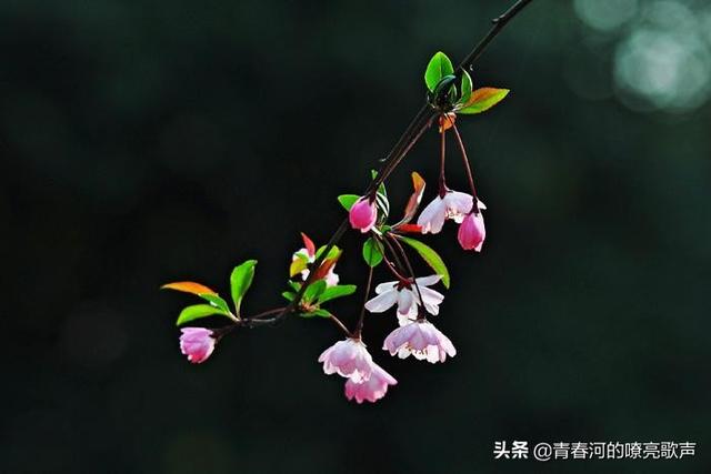 垂丝海棠盆栽的养殖方法_垂丝海棠怎么养会开更多的花