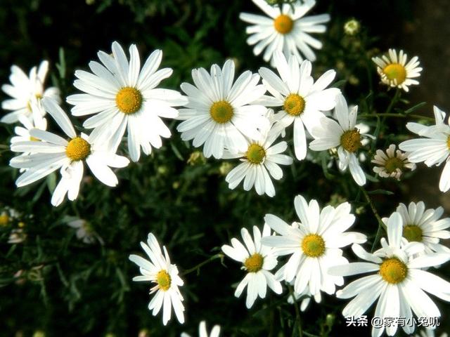 小雏菊的花语是什么（小雏菊的花语是什么你知道么）