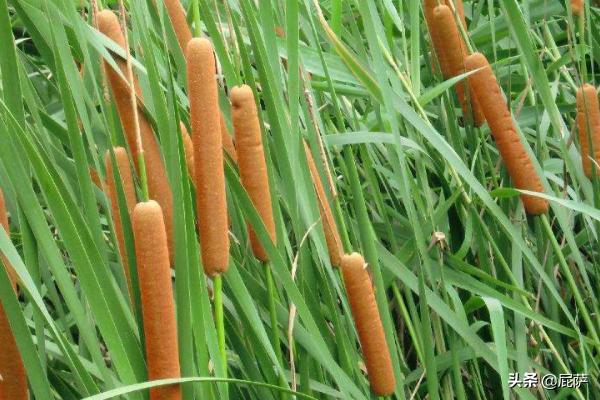 100种水生植物大全_水生植物名录