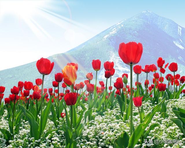 粉白色郁金香花语_粉色郁金香花语是啥