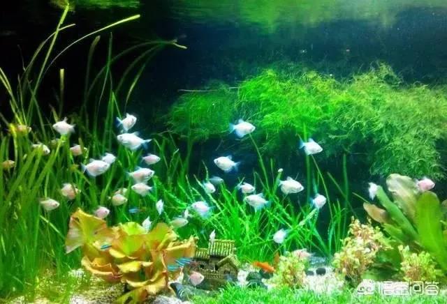 金鱼草不能随便养_金鱼草可以插活吗