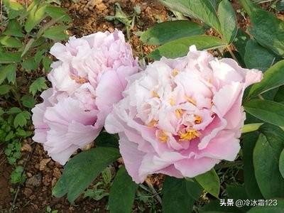 牡丹花什么时候时间讲解_牡丹花什么时候最好