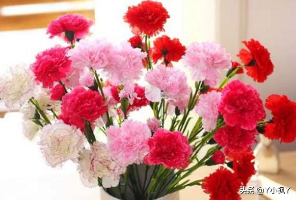 母亲节到了我们可以送什么花