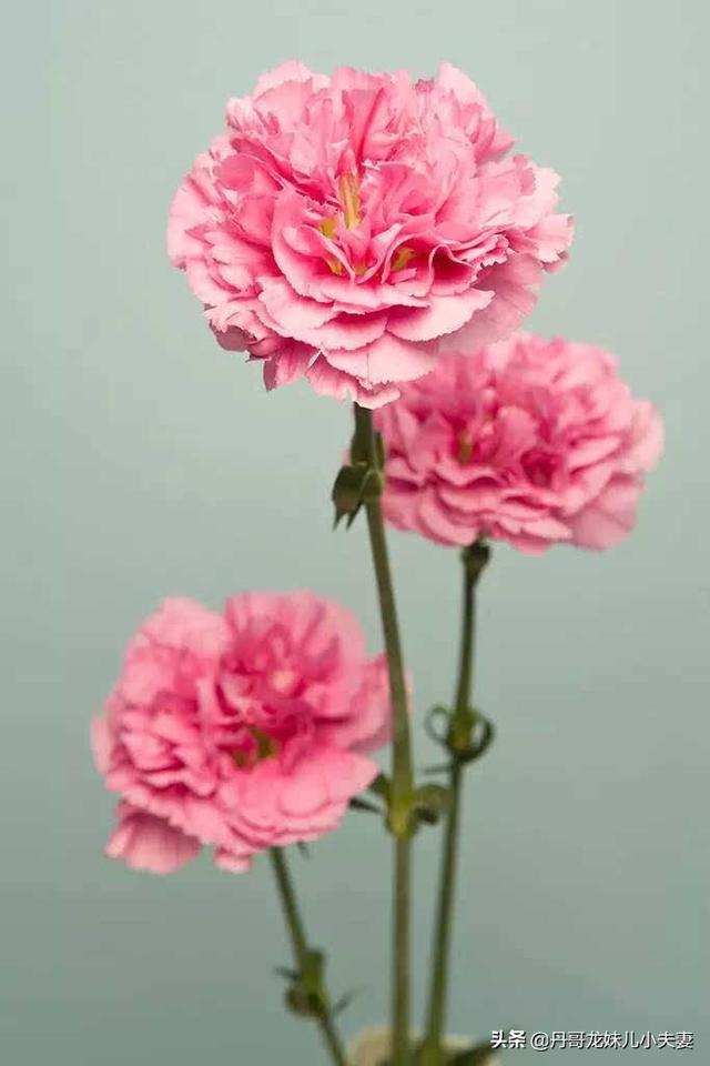 给爱人送花送什么花_送爱人一般送什么花