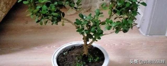 瓜子黄杨苗_瓜子黄杨苗球