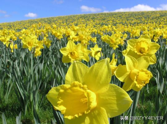 白色水仙花花语_白色水仙百合花图片