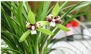 兰花图片高清大图_兰花图片大全大图 图片欣赏