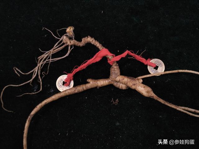 人参的功效与作用_人参的功效与作用主要治什么病症呢女性