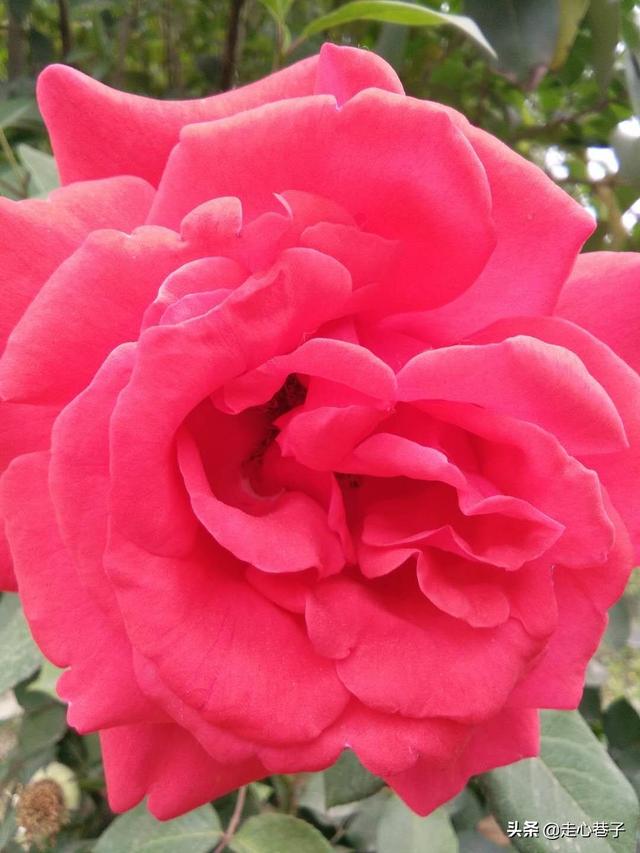 送花给女朋友祝福语_送花给女朋友祝福语大全