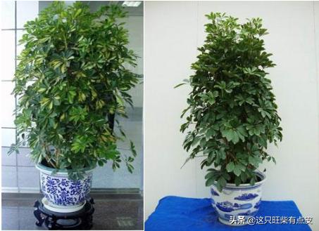 招财树怎么养护最好_招财树怎么养家庭养法