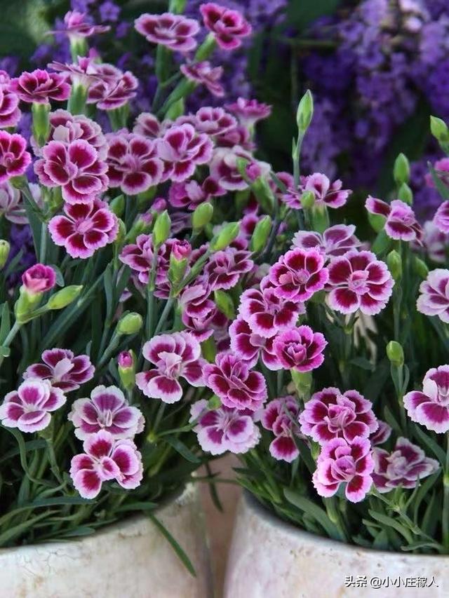 关于康乃馨的简单介绍_康乃馨,介绍