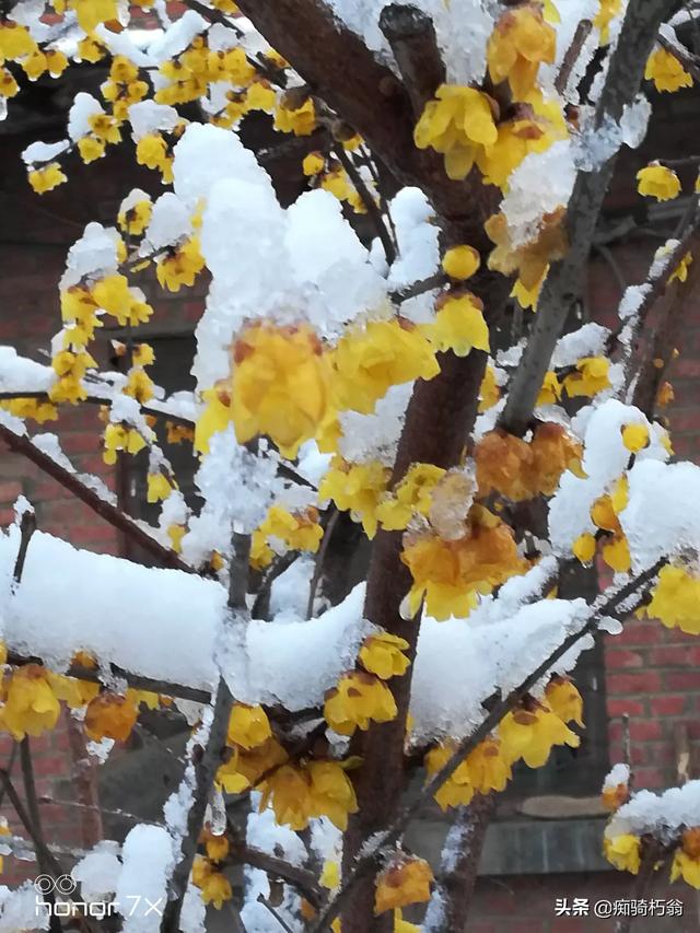 腊梅花图片冬天_腊梅梅花图片大全