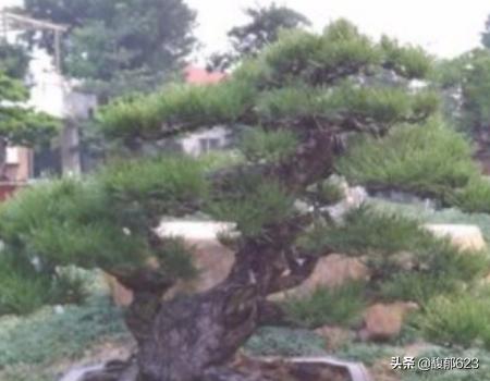 黑松盆景_黑松盆景夏天怎么养护