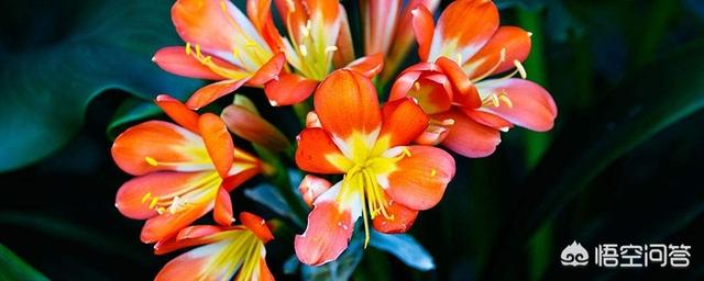 君子兰怎么养才能更旺盛施什么肥最好