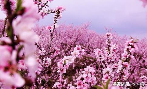 桃花的描写优美句子_春天桃花的描写优美句子