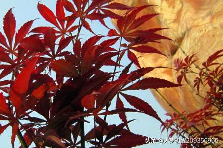 日本红枫树种植方法_日本红枫栽种方法