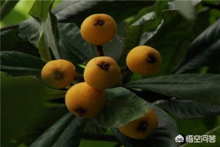 枇杷树怎么种植方法_枇杷树种植方法和注意事项