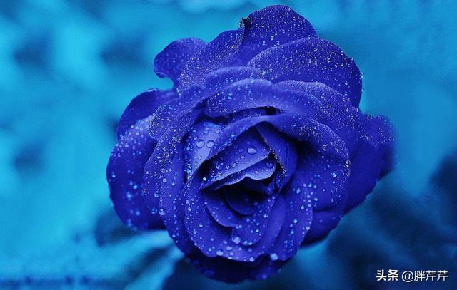 一束蓝色妖姬的图片_一朵蓝色妖姬的真正花语