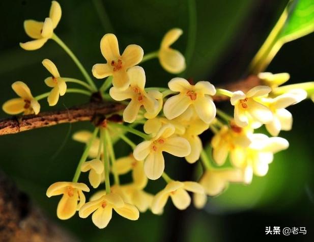 桂花长出新芽就干枯怎么补救