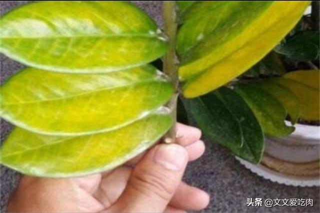 金钱树叶子变黄了应该如何挽救