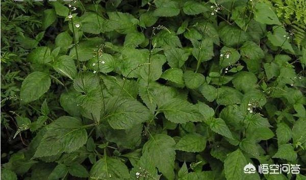 指甲花是什么花的别名_指甲花又名什么花