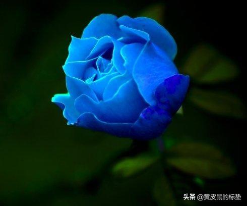 蓝色玫瑰代表什么含义和象征